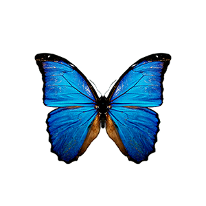 Metamorphic